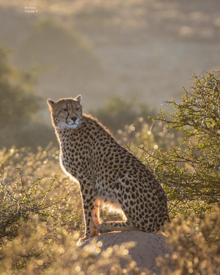 Woodbury Lodge - Amakhala Game Reserve Exterior photo